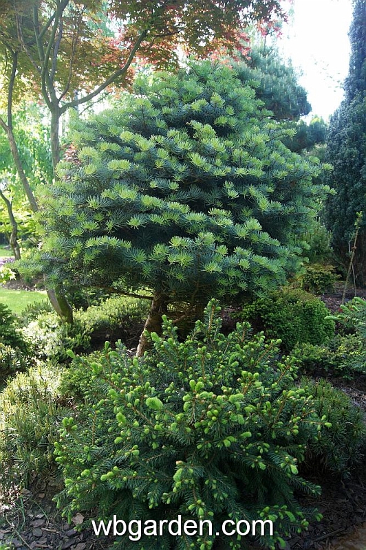 wbgarden spring 46.JPG
